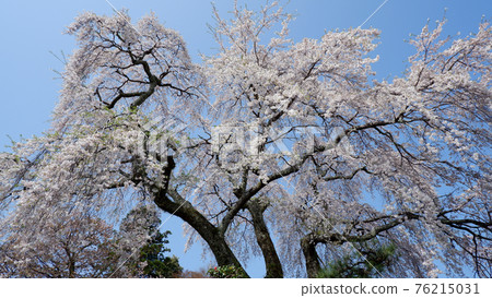 藥壽院垂枝櫻花 藥壽院垂枝櫻花 76215031