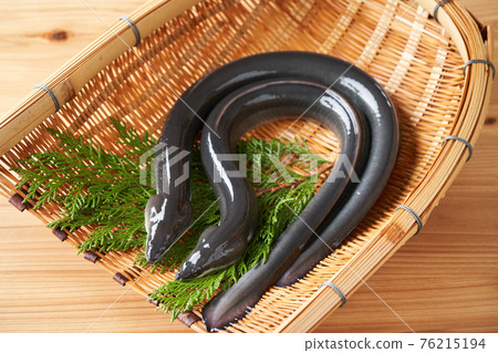 濾器上的活鰻魚 濾器上的活鰻魚 76215194