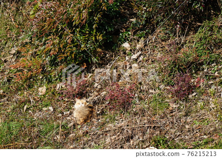 A stray cat calico female that has been assimilated so that it will not be bald if strangers pass by 76215213