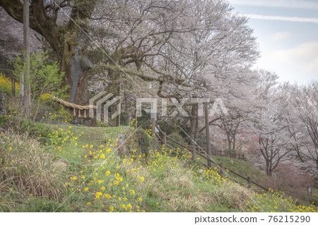 高知縣葫蘆形櫻花 76215290