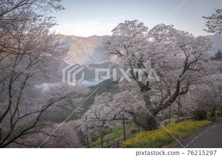 Kochi Prefecture Gourd-shaped Cherry Blossoms Kochi Prefecture Gourd-shaped Cherry Blossoms 76215297