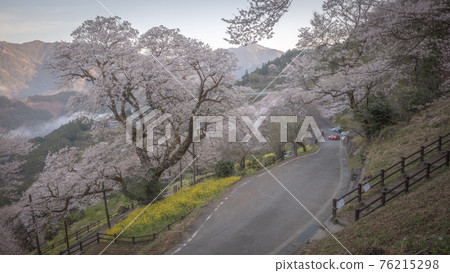 Kochi Prefecture Gourd-shaped Cherry Blossoms Kochi Prefecture Gourd-shaped Cherry Blossoms 76215298
