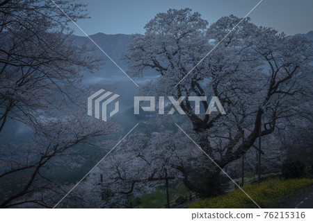 高知縣葫蘆形櫻花 高知縣葫蘆形櫻花 76215316