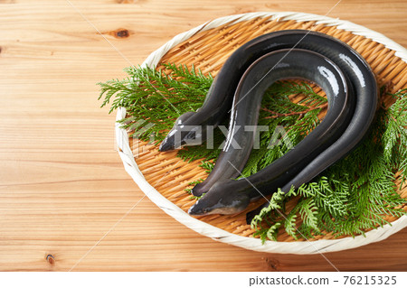 Live eel on a colander 76215325