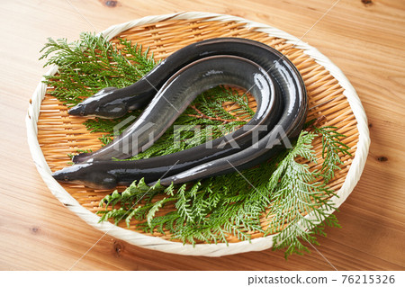 濾器上的活鰻魚 76215326