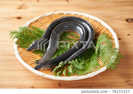 濾器上的活鰻魚 76215327