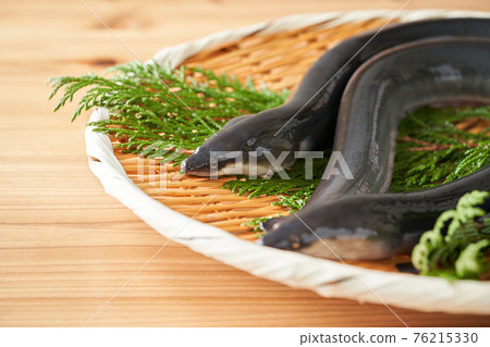 濾器上的活鰻魚 76215330