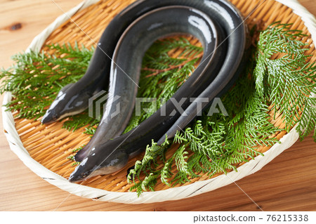 Live eel on a colander 76215338