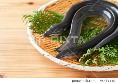 Live eel on a colander 76215340