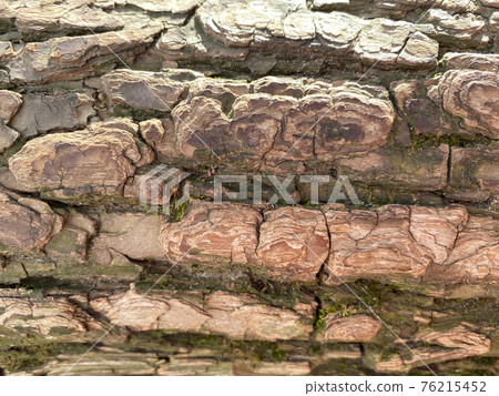 The texture of the tree bright sunny day with moss 76215452