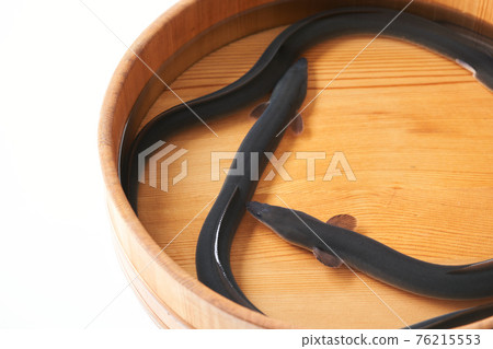 Eel Eel 76215553