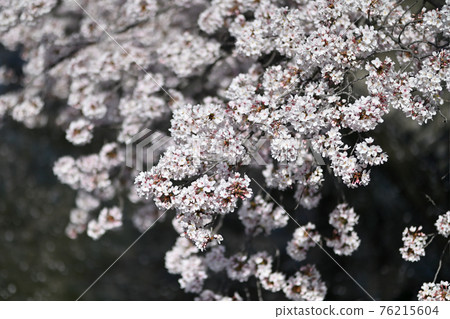 Sakura on the riverbed of Kurashiki, Okayama Prefecture Sakura on the riverbed of Kurashiki, Okayama Prefecture 76215604