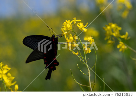 鳳蝶和油菜花 76215833