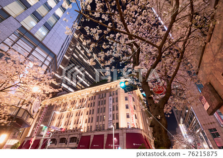 Nihonbashi Yae Sakura Dori (in front of Tokyo Station) where the cherry blossoms are in full bloom Nihonbashi Yae Sakura Dori (in front of Tokyo Station) where the cherry blossoms are in full bloom 76215875