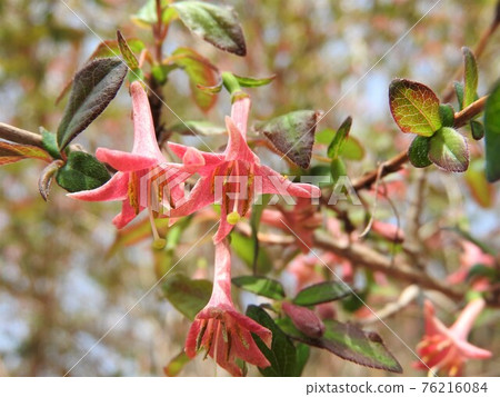 盛開的 Uguisukagra 花 76216084