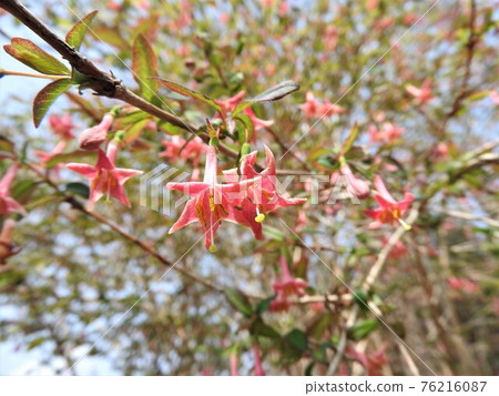 盛開的 Uguisukagra 花 76216087