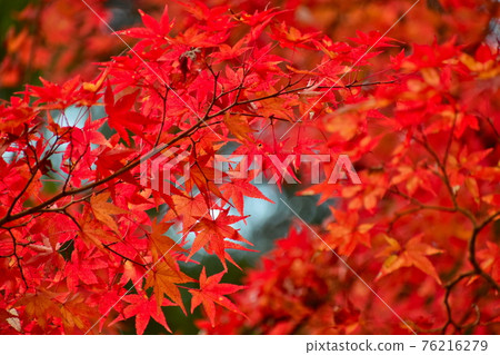 Autumn leaves Okutsu valley Autumn leaves Okutsu valley 76216279