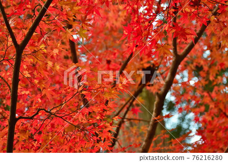 Autumn leaves Okutsu valley Autumn leaves Okutsu valley 76216280