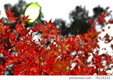 Autumn leaves Okutsu valley Autumn leaves Okutsu valley 76216281