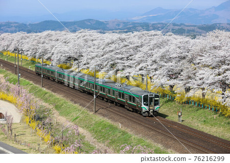 Tohoku Main Line Cherry Blossom Trees and Train 76216299