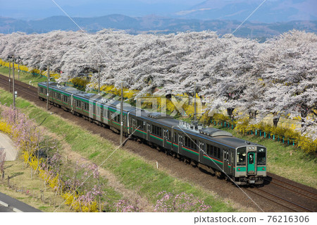 Tohoku Main Line Cherry Blossom Trees and Train 76216306
