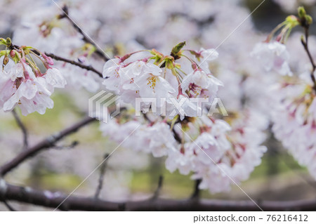 Sakura 2021 Sakura 2021 76216412