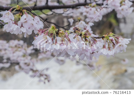 Sakura 2021 Sakura 2021 76216413
