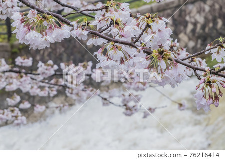 Sakura 2021 Sakura 2021 76216414
