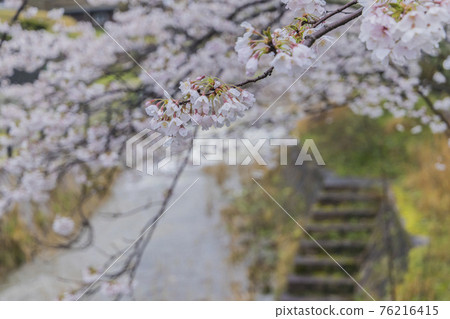 Sakura 2021 Sakura 2021 76216415