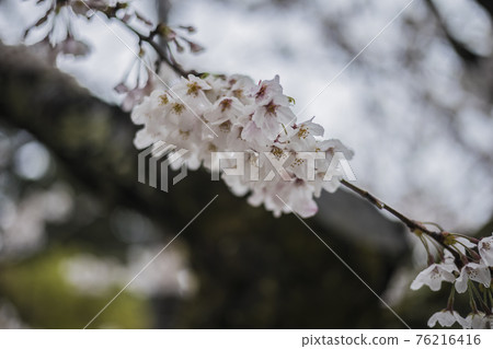 Sakura 2021 Sakura 2021 76216416