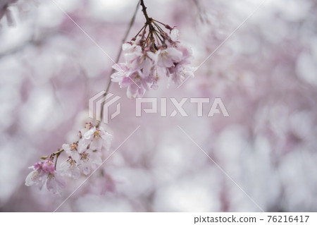 Sakura 2021 Sakura 2021 76216417