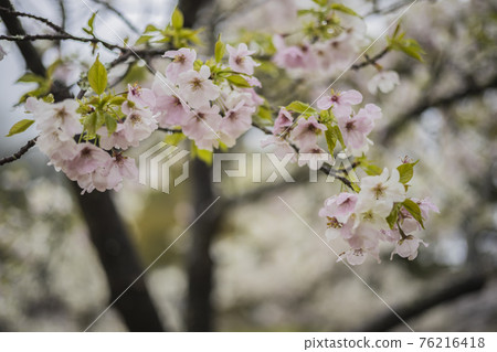 Sakura 2021 Sakura 2021 76216418