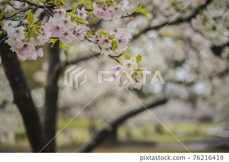 Sakura 2021 Sakura 2021 76216419
