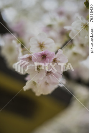 Sakura 2021 Sakura 2021 76216420