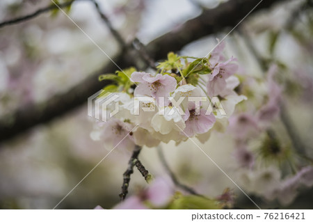 Sakura 2021 Sakura 2021 76216421