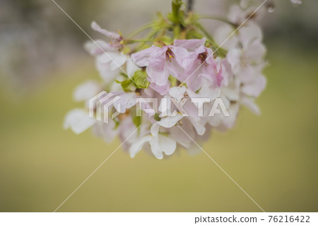 Sakura 2021 Sakura 2021 76216422