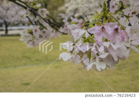 Sakura 2021 Sakura 2021 76216423