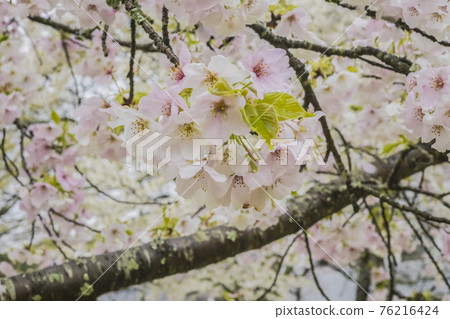 Sakura 2021 Sakura 2021 76216424