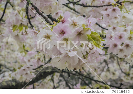 Sakura 2021 Sakura 2021 76216425