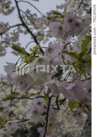 Sakura 2021 Sakura 2021 76216426