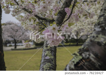 Sakura 2021 Sakura 2021 76216427
