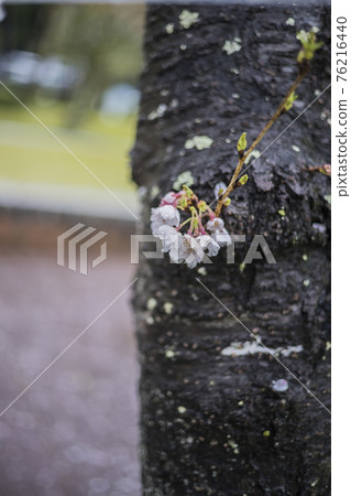 Sakura 2021 Sakura 2021 76216440