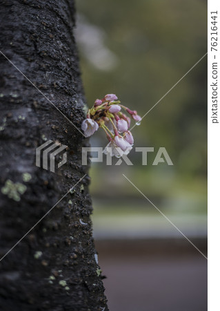 Sakura 2021 Sakura 2021 76216441