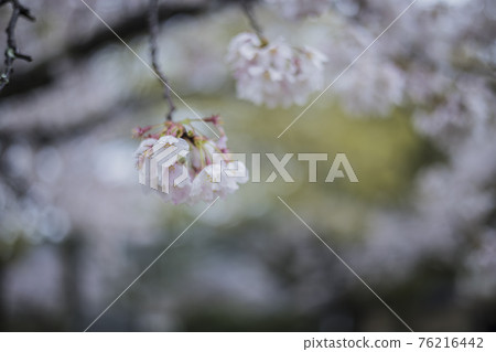 Sakura 2021 Sakura 2021 76216442