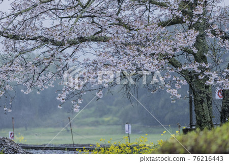 Sakura 2021 Sakura 2021 76216443