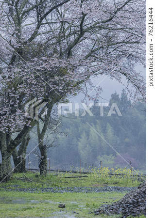 Sakura 2021 Sakura 2021 76216444