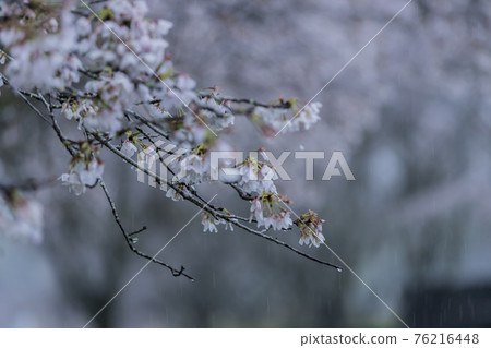 Sakura 2021 Sakura 2021 76216448