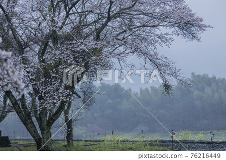 櫻花2021 櫻花2021 76216449