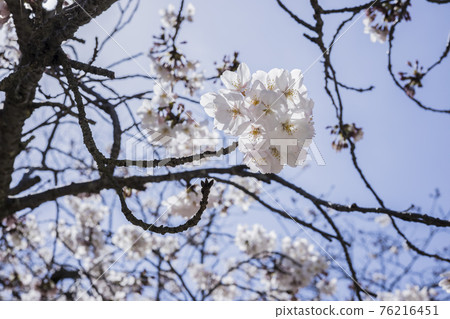 Sakura 2021 Sakura 2021 76216451