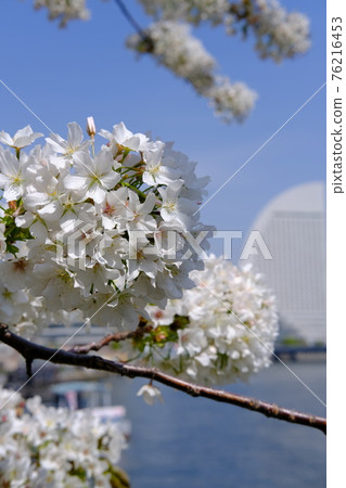 Sakura Sakura 76216453